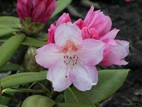 Ball-Rhododendron Rosa Wolke - Rhododendron yakushimanum Rosa Wolke (25-30)