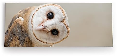 Paul Sinus Wandbild 120x50cm Schleiereule Eule mit geneigten Kopf Tierfotografie