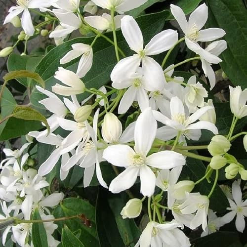 Waldrebe - Clematis armandii - 50-60 cm Topf
