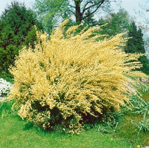Cytisus praecox 'Albus' 30–40 cm – Winterhart, Mehrjährig, Pflegeleicht – Elfenbeinginster – Zierstrauch für Beet & Rabatte
