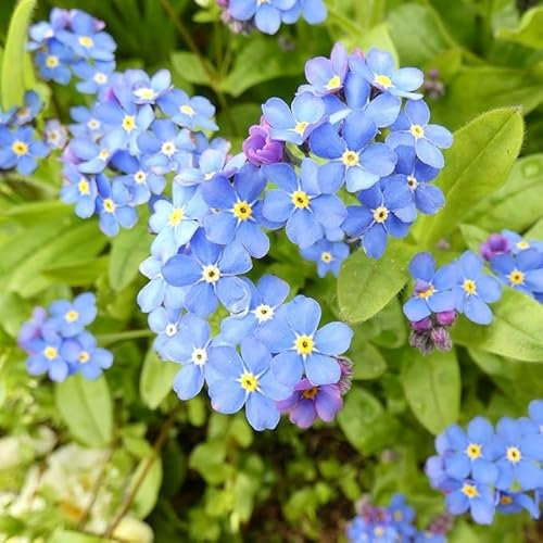 Forget Me Not Seeds, Indigo Blue Perennial Wildflower, Myosotis alpestris for Garden & Memorial, Approx 1400