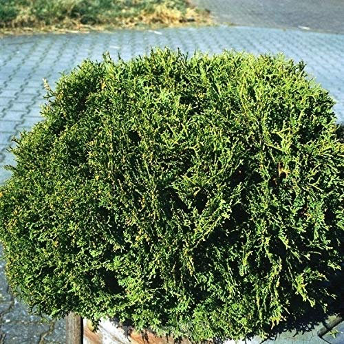 Zwerg Lebensbaum Recurva Nana 25-30cm - Thuja occidentalis - Gartenpflanze