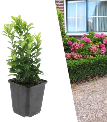 Plants by Frank Euonymus Japonicus Green Spire, 48 Stück, Ø 9 cm | Japanischer Spindelstrauch Grün Heckenpflanzen, Buchsbaum Ersatz Winterhart, Immergrüne Hecke, Topf 9 cm, Höhe: 10 cm