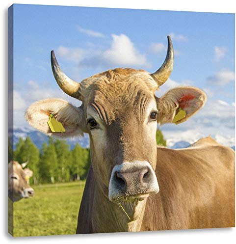 Pixxprint Neugierige Kuh auf Weide im Allgäu, Größe: 40x40 cm, Leinwandbild Quadratisch, Wandbild, Kunstdruck, fertig bespannt