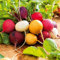 Radish Round Mixed Seeds – Easy to Grow – Fast Growing Root Vegetable - Fresh & Tasty – for Your Beautiful Garden