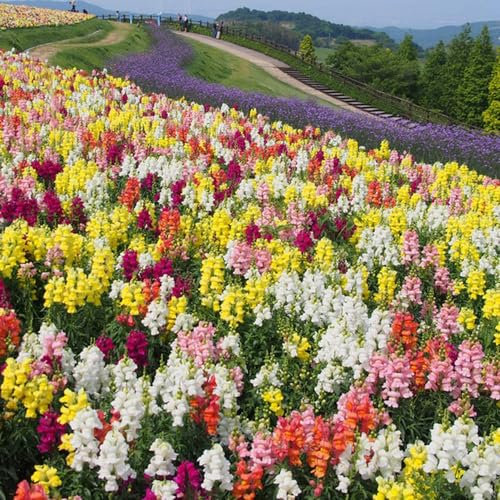 700 pcs Löwenmäulchen Pflanze Samen, ausgefallene geschenke, biosaatgut, Antirrhinum majus, blumensaat, bodendecker winterhart flowers, winterharte pflanzen wildblumensamen mehrjährig