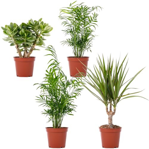 Gardeners Dream 4er Zimmerpflanzen Set - Grünpflanzen Mix mit Chamaedorea (Bergpalme), Sansevieria (Bogenhanf), Crassula (Geldbaum), Areca (Goldfruchtpalme), Dracaena (Drachenbaum) in 12 cm Töpfen