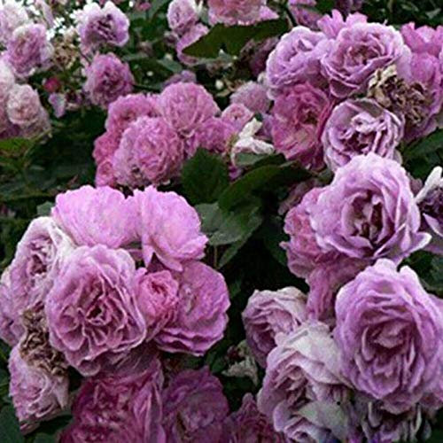 100 Graines de Rosier Grimpant, Rosiers à Planter Exterieur, Graine de Fleurs à Semer, Graine de Rose Croissance Rapide, Plantes Semences pour Le Jardin, Graines de Rosiers Grimpants (Violet)