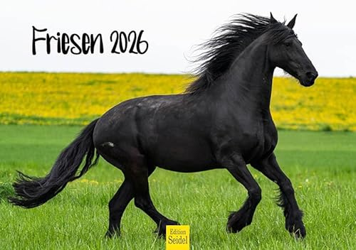 Edition Seidel Premium Kalender Friesen 2026 Format DIN A5 Wandkalender Pferdekalender Friese Pferde Tiere Fohlen Hengst Stute