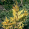Leyland Zypresse Gold Rider 40-60cm - Cupressocyparis leylandii - Gartenpflanze