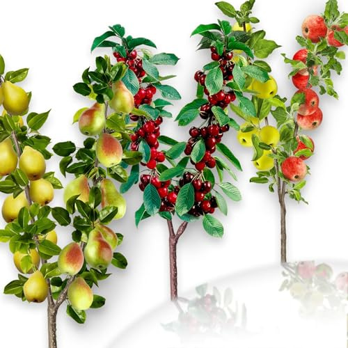 Lote de 3 árboles frutales dúo cereza/manzana/pera - Adecuado para balcones, terrazas y pequeños jardines