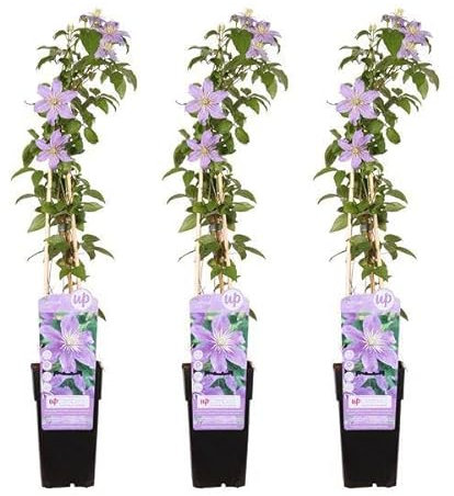 Waldrebe – Clematis 'Justa' – 3 Pflanzen – Ø15cm – ca. 65cm hoch – Winterharte Kletterpflanze mit weiß-rosa Blüten für Garten, Pergola & Zaun