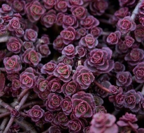50 Sedum Viola Carpet semi Deep Rose Rosa di fioritura CombSH succulenta