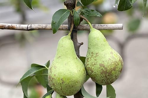 Pyrus communis 'Zwergbirne' 60 cm - Zwergbirne, kompakte Wuchsform, ideal für kleine Gärten und Kübel, pflegeleicht, winterhart