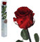 Inter Flower - 1x Rose - gefriergetrocknet - dunkel ROT ca. 50cm +/- in robuster Geschenkverpackung - Naturprodukt