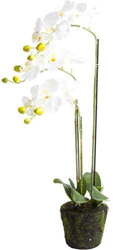 Nova-Nature künstliche Edel Orchidee auf künstlichem Erdballen mit 3-5 Rispen Farbe: Creme-Weiss (ca. 75 cm)