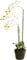 Nova-Nature künstliche Edel Orchidee auf künstlichem Erdballen mit 3-5 Rispen Farbe: Creme-Weiss (ca. 75 cm)