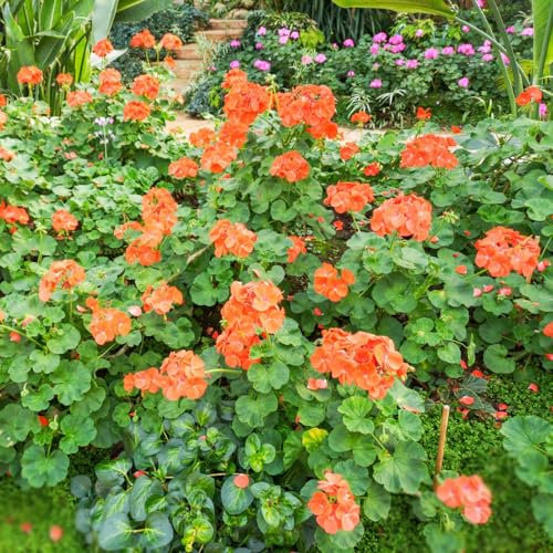 10 pcs geranien samen winterhart - deko bodendecker winterhart mehrjährig geranie,Pelargonium hortorum, dachbegrünung saat winterharte pflanzen für garten hochbeete für garten kleine