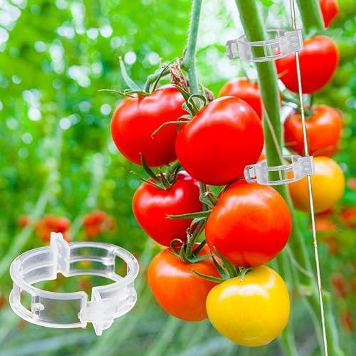 Glory Island Tomatenclips für Rankgitter, Pflanzenstützclips für Kletterpflanzen, Tomaten und Weinreben, Gemüsepflanzen, transparente Kunststoff-Clips für aufrechtes Wachstum, 100 Stück