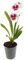 Fangblatt - Miltonopsis Hybride - Stiefmütterchen Orchidee mit duftenden weißen Blüten – exotische Zimmerpflanze – elegante Zierpflanze für stilvolle Wohnräume
