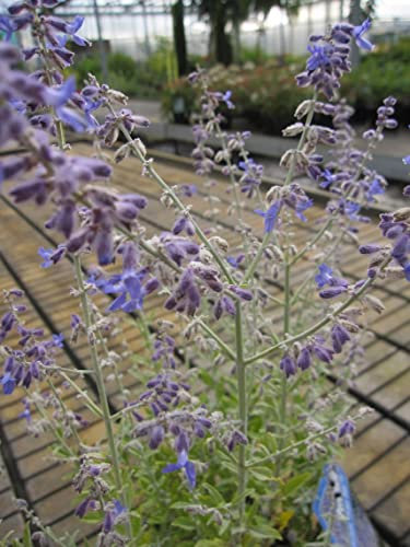 Perovskia atriplicifolia Prime Time - Blauraute - Russischer Salbei 40-60