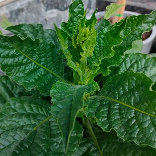300 pz varietà di semi di tabacco, semi di tabacco, semi di erbe, regalo da giardino, pianta del tabacco (Nicotiana tabacum) semi di erbe, semi biologici orto delle erbe, piante da