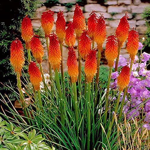 Generic Semi di fiori di giglio, 50 pezzi Bella torcia da poker rovente Semi di fiori di giglio Kniphofia Uvaria Garden 1