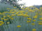 Currykraut, Silberzapfen, Helichrysum 'Schwefellicht' - Strohblume 80 Samen