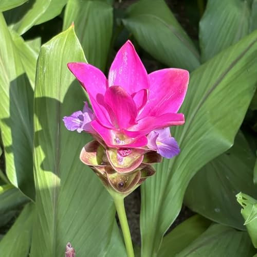 Kurkuma pflanze samen(Curcuma alismatifolia) - samen anzucht,pflanzen winterhart draußen bonsai samen,kübelpflanzen stauden winterhart mehrjährig,pflanzen samen topfpflanzen,deko 200pcs