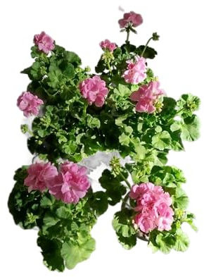 Geranio Rosa |Pack 6 Unidades |DECOALIVE | Geranios con Flores Rosa