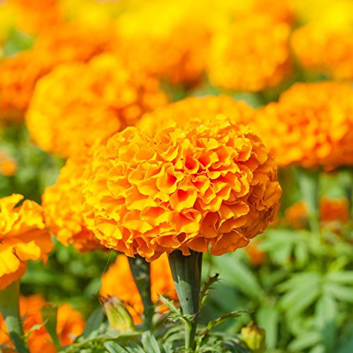 Marigold Moonsong Semi di semi profondi - Tagetes erecta