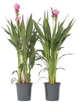 Plant in a Box - Curcuma alismatifolia Siam Supreme - 2er Set - Tropische blühende zimmerpflanze Kurkuma - Topf 19cm Höhe 70-90cm