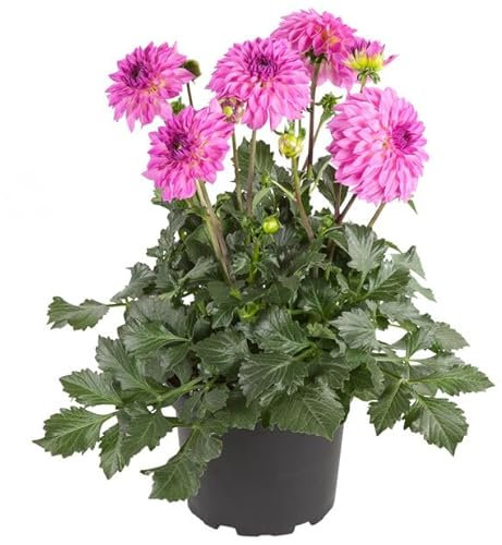 Dalia - Dahlia - Ilumina tu Vida con esta Planta Natural