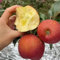150 pcs apfel samen zum pflanzen, sukkulenten samen, samen balkon säulenapfelbaum - Malus pumila - exotische pflanzen, extrem winterharte kübelpflanzen samen hochbeet, samen bio säulen