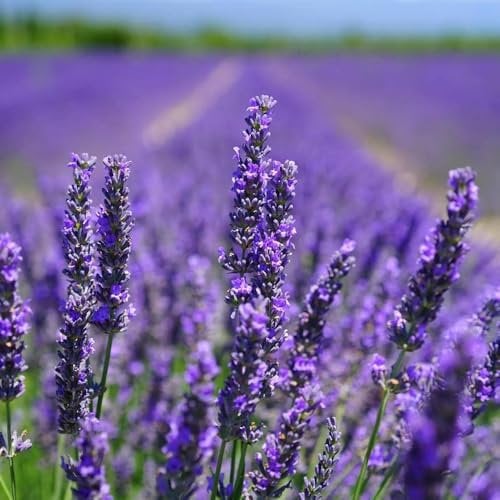 5000+ Lavendel Samen, Bodendecker Samen Winterhart Trockenresistent, Blumen Samen Für Die Bepflanzung Im Freien Oder Im Haus, Lavendel Pflanzen Heirloom Herb Samens
