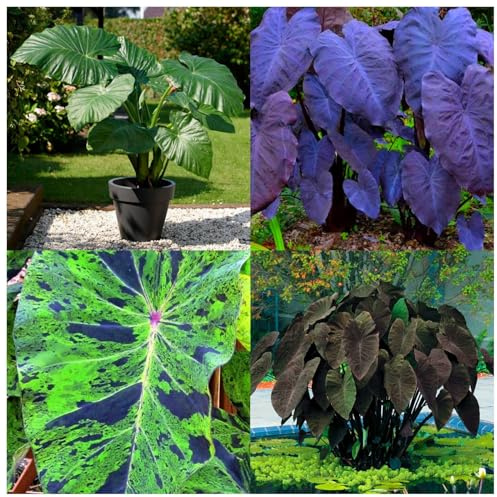 Oreja de elefante/alocasia,perenne.Adaptable. Resistente al frío.Puro amor.-5Rizomas-greenB