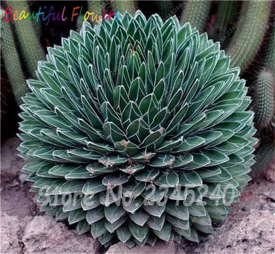 Bloom Green Co. 100 pc/sacchetto Semi di Aloe Cactus Agave, piante succulente rare Bonsai Semi Agave-Americana vaso Agave Piante Per la casa Giardino: 2