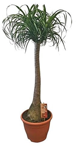 Beaucarnea Recurvata - Elefantenfuß Zimmerpflanze, 150-170 cm, Flaschenbaum, Pflegeleicht & Trockenheitsresistent, Dekoratives Highlight für Zuhause & Büro