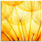 Pixxprint Glasbild, Wandbild auf Echtglas, Pusteblumen oranges Licht, 80x80 cm, inkl. Aufhängung und Abstandshalter