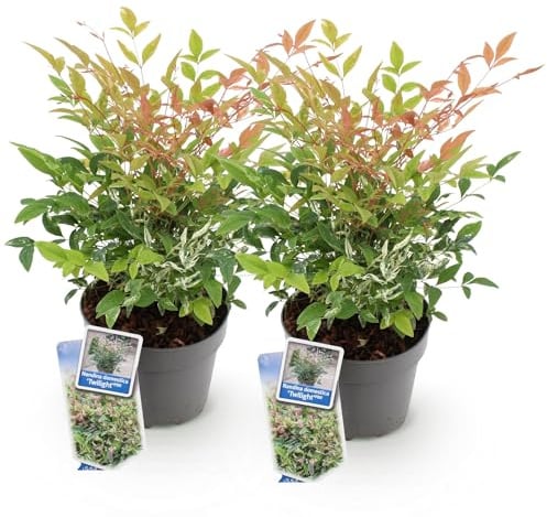 GreenboutiQ - Gartenpflanze - Nandina Twilight - Bunt & Rosa - 2 Pflanzen - Immergrün - Wenig Pflege - Topf 17cm Höhe 45cm