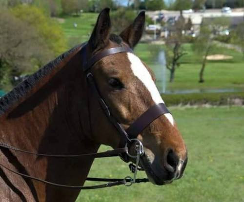 Equipride Trensenzaum, 5,1 cm (2 Zoll) breiter Nasenriemen mit Gummigriff-Zügeln, braun, Kaltblut / Warmblut extragroß