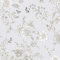 Norwall Fh37538 Papillon en toile papier peint Brique, gris, Beige, Colombe