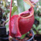 TOYHEART 50pcs Graines De Fleurs De Qualité Supérieure, Graines De Népenthes Décoratives Tropicales avec Pochette Graines De Plantes Carnivores pour La Maison Rose Rouge