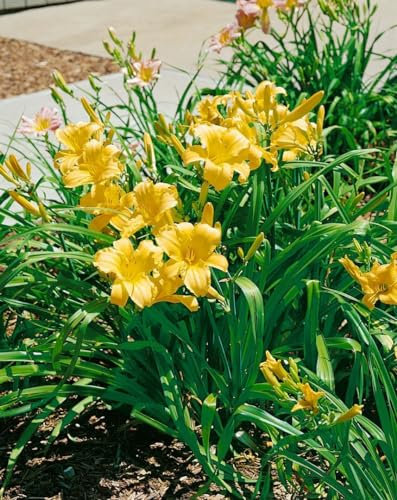 Hemerocallis 'Mary Todd' 11x11 cm Topf – Winterhart, Mehrjährig, Pflegeleicht – Taglilie – Staude für Beet & Rabatte