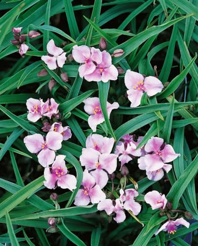 Tradescantia x andersoniana 'Bilberry Ice' 9x9 cm Topf – Winterhart, Mehrjährig, Pflegeleicht – Dreimasterblume – Blütenstaude für Beet & Kübel