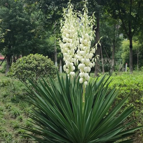 25 pcs Yucca Palmlilie Winterhart Samen - frühlingsblumen saat Yucca filamentosa - zimmerpflanze, topfpflanzen echt alte sorten, extrem winterharte kübelpflanzen garten geschenke für