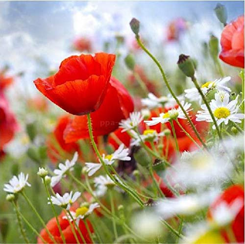 PPA DESIGN Sticker Cuisine Lave Vaisselle Nature Champ de Coquelicots 60x60cm - SALV0025 (Fond Blanc)