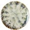 NOVASTYL - Lot 6 assiettes plates maka 27cm en porcelaine - 2614627