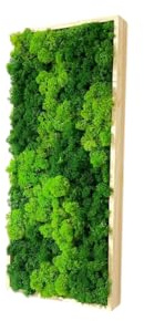 Gedankenwunder Manufaktur Moosbild Rentiermoos Rechteck mit Holz Rahmen Sorte Islandmoos