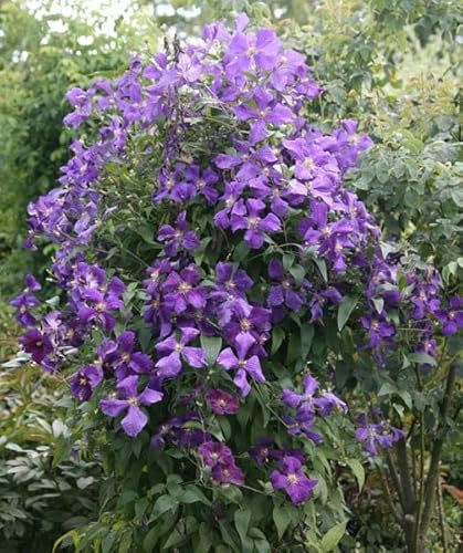 Plant Theory 60cm Cane Clematis Jackmanii Purple Flowering Vine Climbing Plant 3L Pot